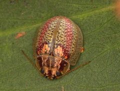 Paropsisterna laesa