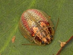Paropsisterna laesa