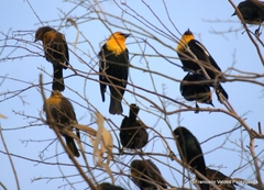 Xanthocephalus xanthocephalus