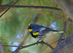 Setophaga coronata auduboni