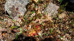 Sesamoides spathulifolia