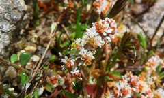 Sesamoides spathulifolia