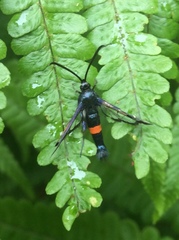 Synanthedon myopaeformis