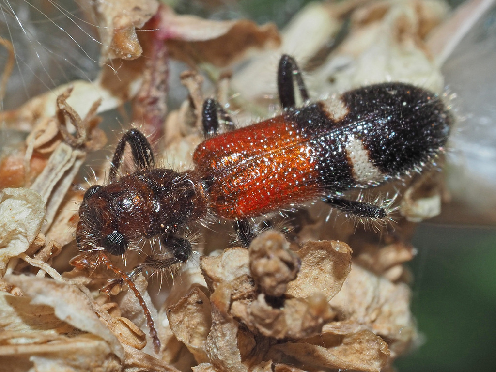 Opilo taeniatus