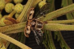 Peltoschema hamadryas