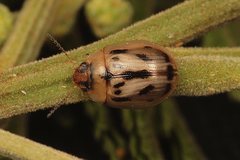 Peltoschema hamadryas