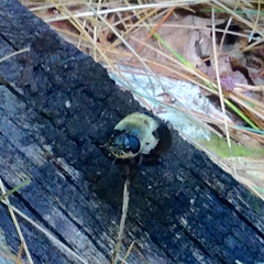 Cuterebra abdominalis