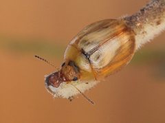 Peltoschema hamadryas