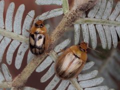 Peltoschema hamadryas