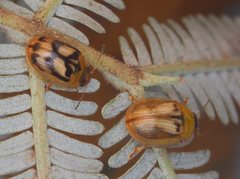 Peltoschema hamadryas