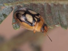 Peltoschema hamadryas