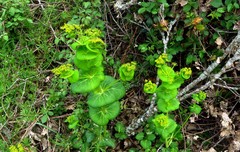 Smyrnium perfoliatum rotundifolium