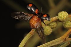 Peltoschema tetraspilotum