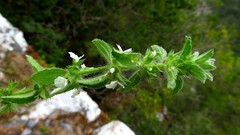 Sideritis romana