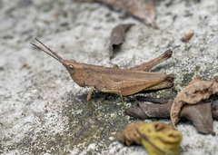 Phlaeoba antennata