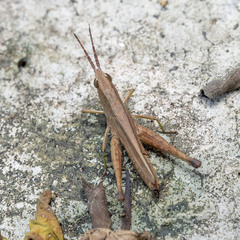 Phlaeoba antennata