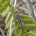 Pternoscirta caliginosa - Photo (c) MSone, algunos derechos reservados (CC BY-NC-ND), subido por MSone