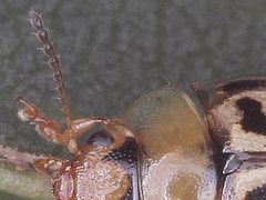 Peltoschema hamadryas