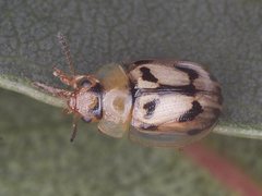 Peltoschema hamadryas