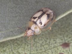 Peltoschema hamadryas