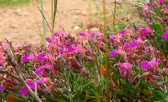 Teucrium marum