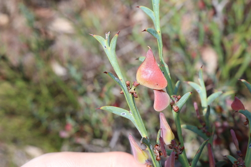Image of Daviesia decurrens by (c) Thomas Mesaglio, some rights reserved (CC BY)