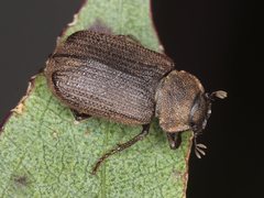 Maechidius