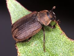 Maechidius