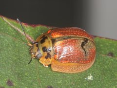Paropsisterna agricola