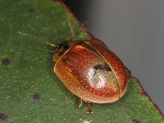 Paropsisterna agricola
