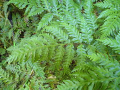 Pteris carsei