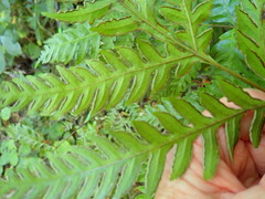 Pteris carsei