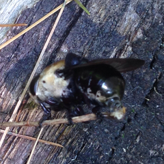 Cuterebra abdominalis