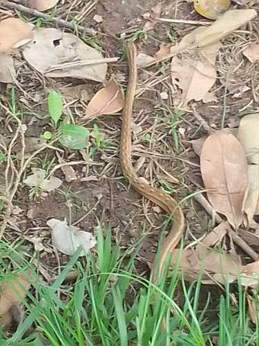 Apure Mock Viper