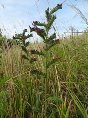 Pontechium maculatum