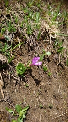 Primula integrifolia