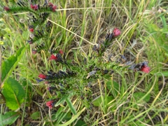 Pontechium maculatum