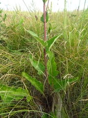 Pontechium maculatum