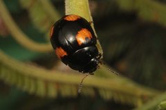 Peltoschema tetraspilotum