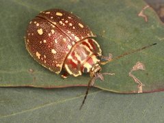 Paropsis geographica