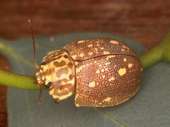 Paropsis geographica