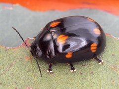 Paropsisterna octosignata