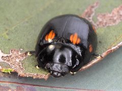 Paropsisterna octosignata