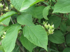Philadelphus tenuifolius