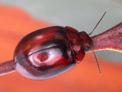 Paropsisterna erudita