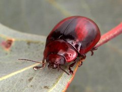 Paropsisterna erudita