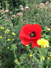 Helminthotheca echioides