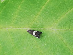 Grapholita compositella