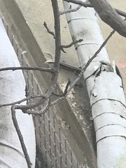 Eutropis longicaudata