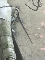 Eutropis longicaudata